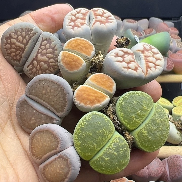 118整点福利不售后