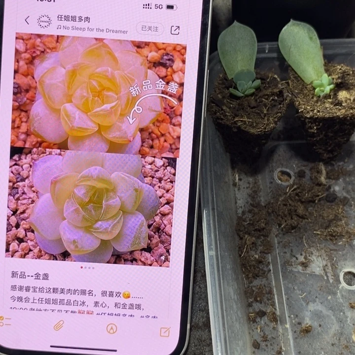 穴盘金盏苗一个多肉