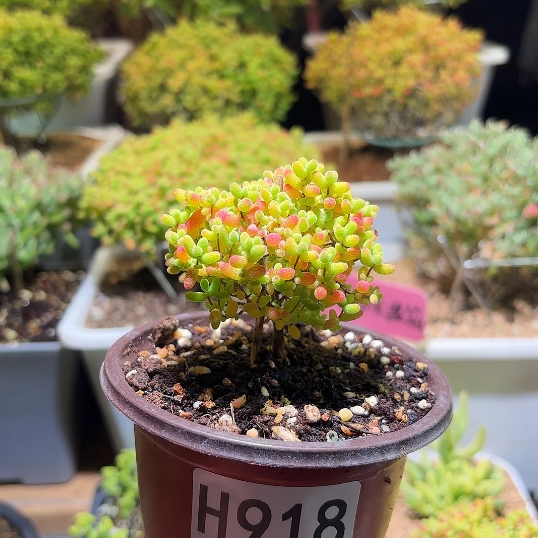 枝干番杏密橘糖球H918