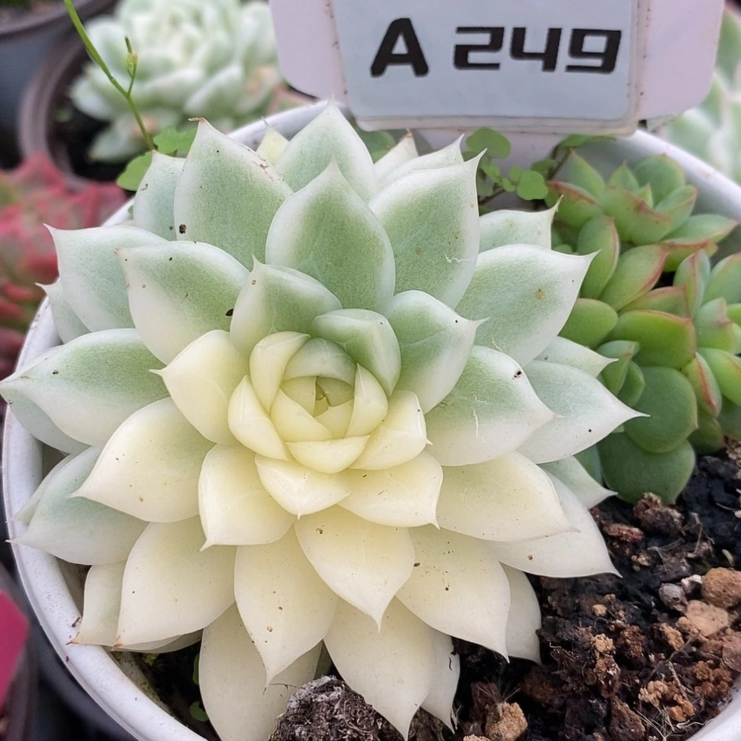 249麦秆哈哈哈哈哈哈哈哈