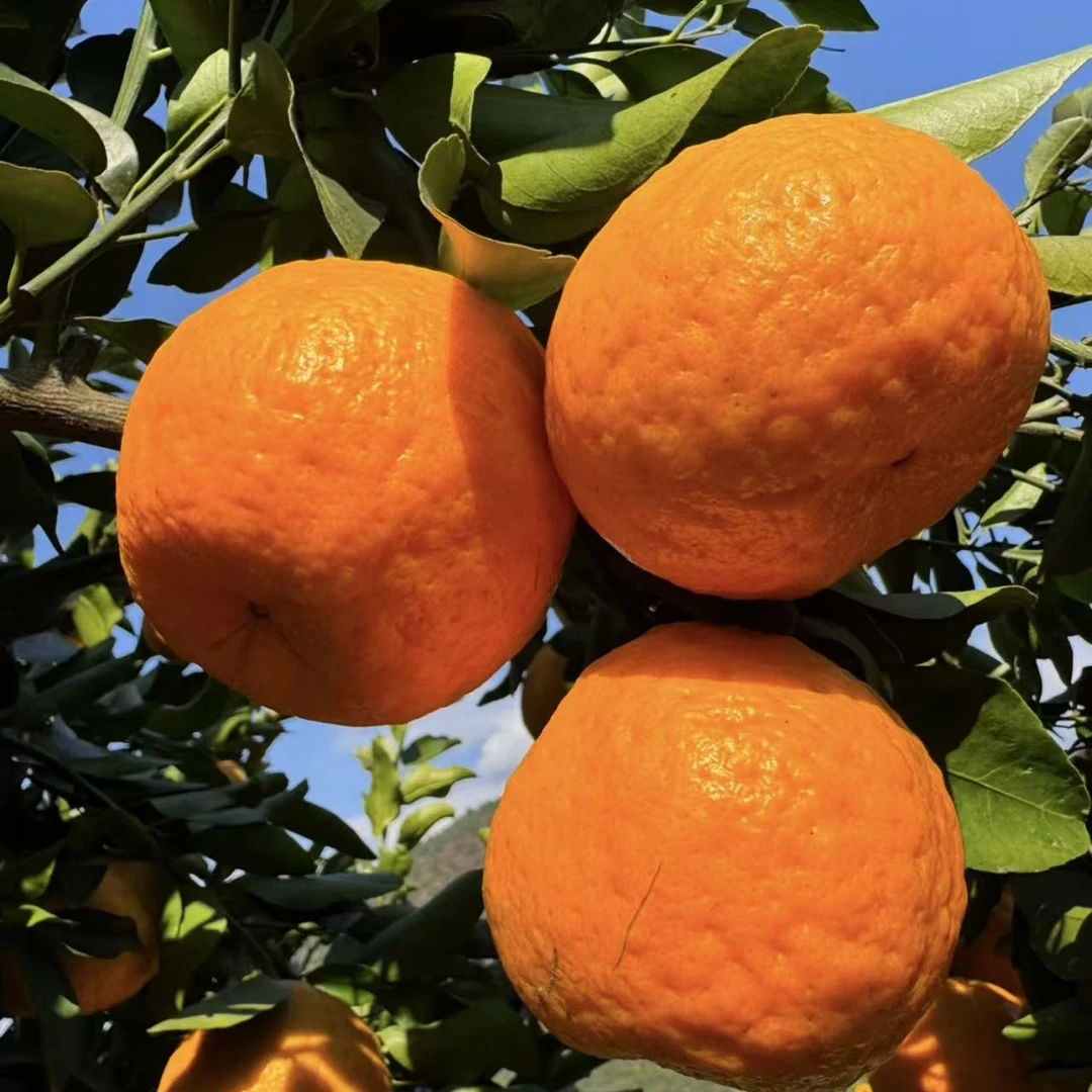 正宗贵州赤水河生态椪柑酸甜兼备汁多肉脆新鲜现摘