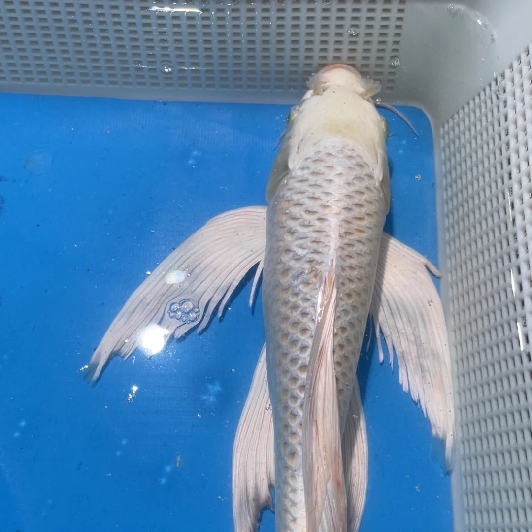 锦鲤蝴蝶鲤锦鲤包邮