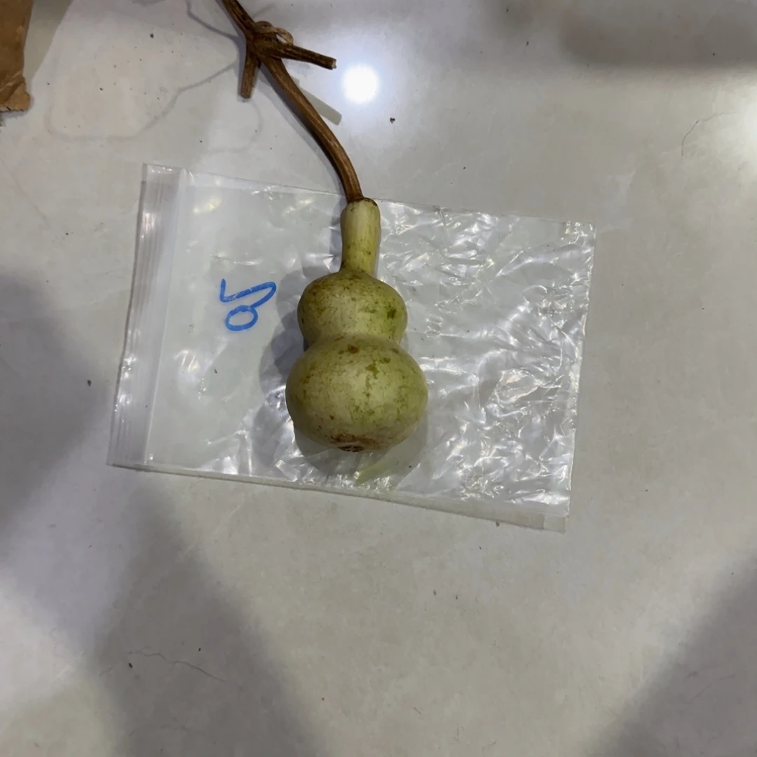 人****青皮不包成青皮不包成