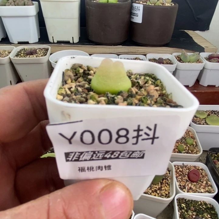 拉登1.7厘米左右008号