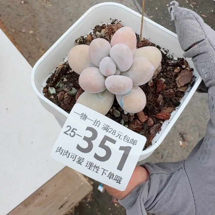 奶酪无盆土发货多