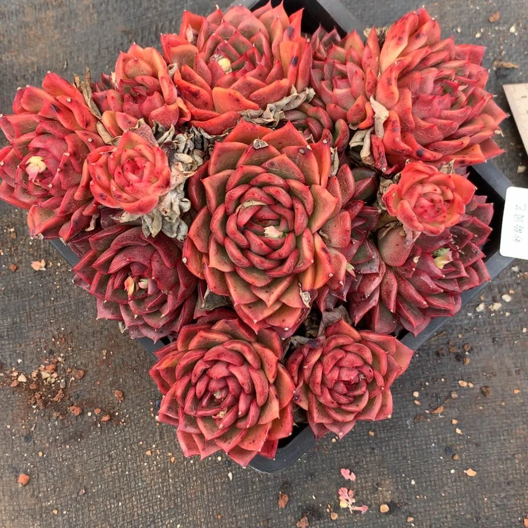 4224杂交精品基地19厘米