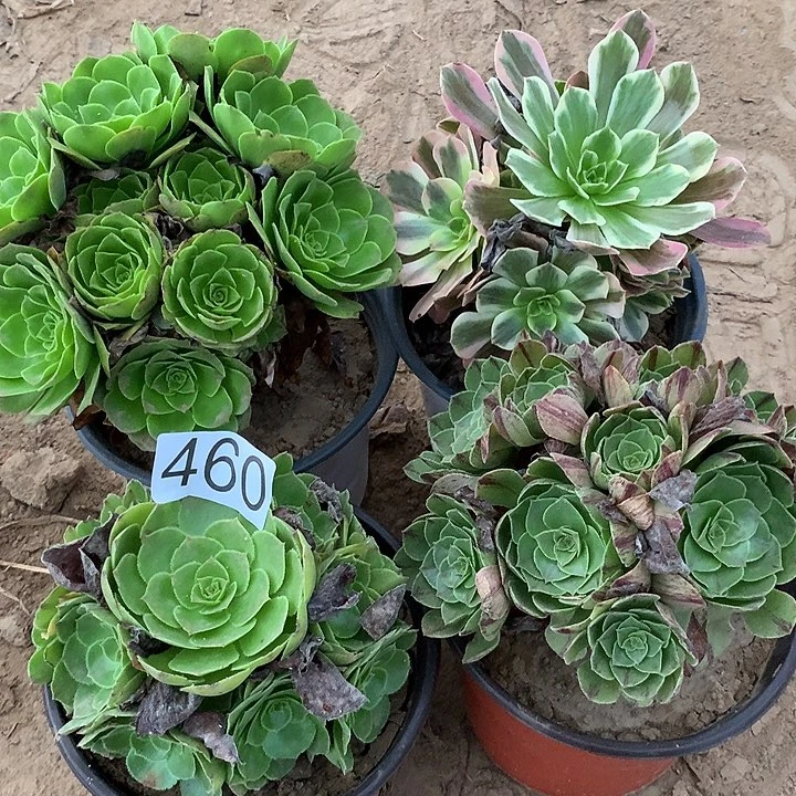 无花朵460四颗多肉植物组合