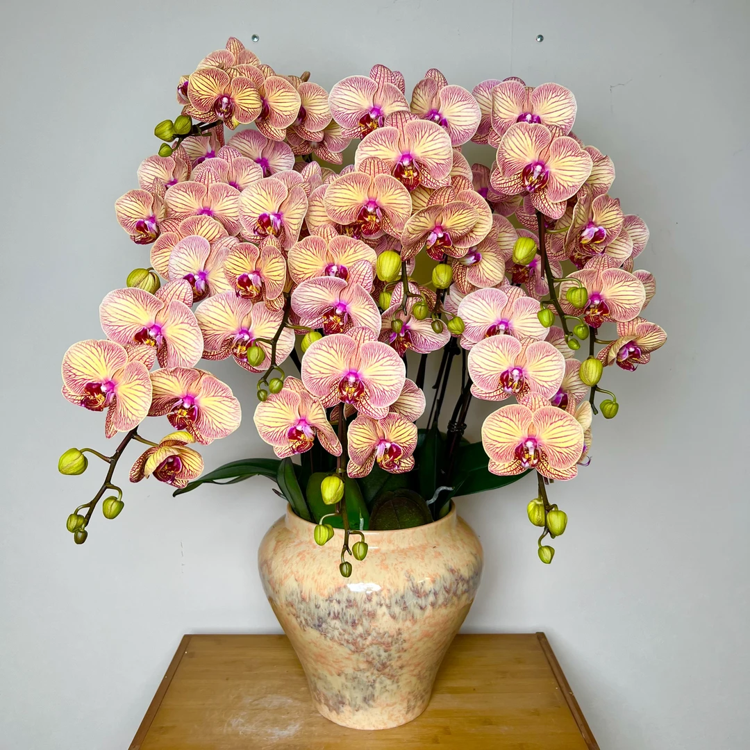 【格林童话-蝴蝶兰】 高端 北欧风 稀有品种 轻奢 易养花期长