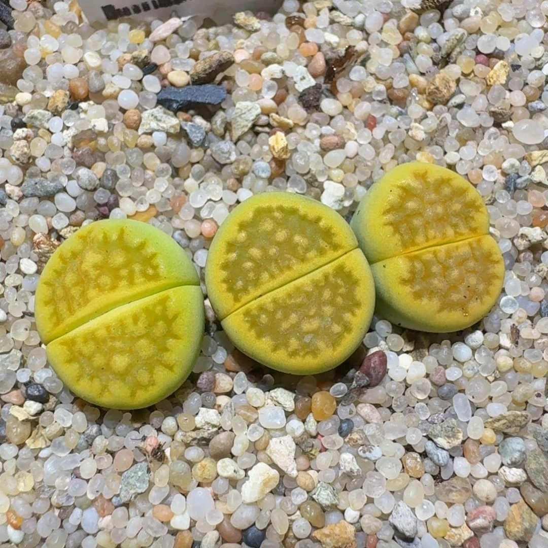 zzzz精品生石花239