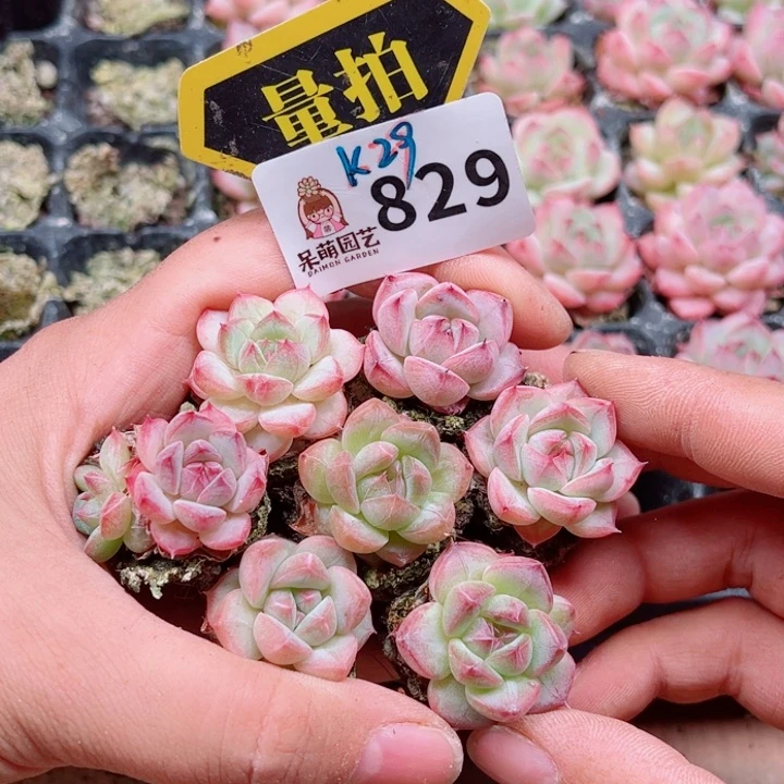 多肉植物多肉植物