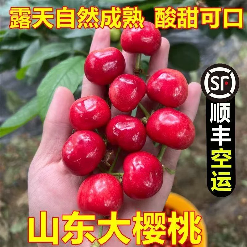 【顺丰包邮】拍2斤发3斤山东大樱桃露天大樱桃黄蜜布鲁克斯雷尼尔樱桃车厘子红灯JJ山东大樱桃