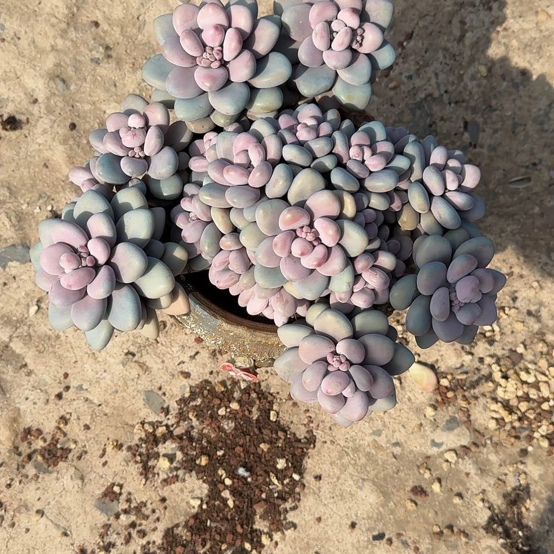 圆叶桃蛋 000000000