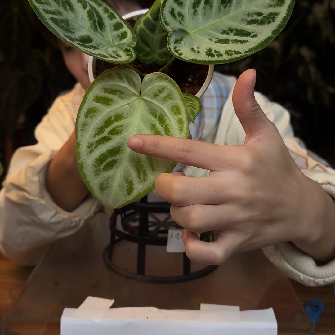 完全开放L115铜锣烧新叶微瑕无售后