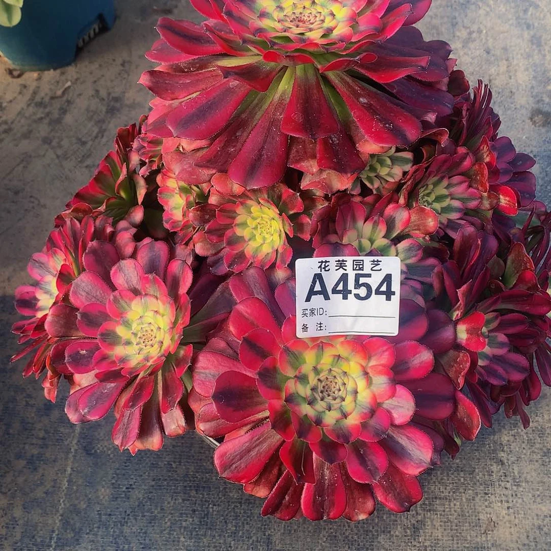 454多肉法师美亚