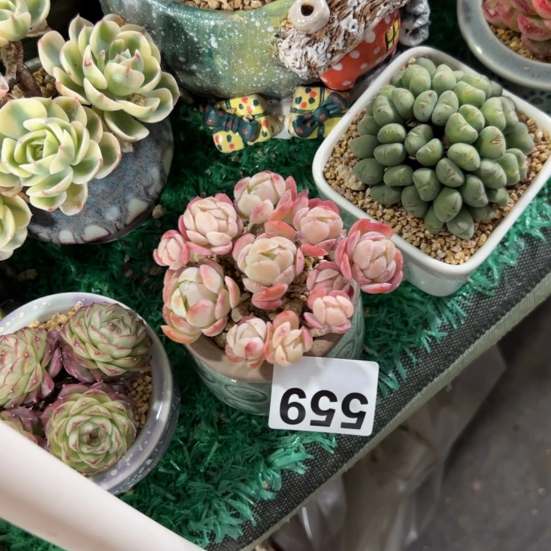 ?***琦559 多肉植物组合