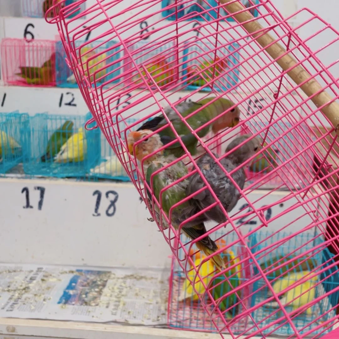 虎皮鹦鹉诸**姐牡丹