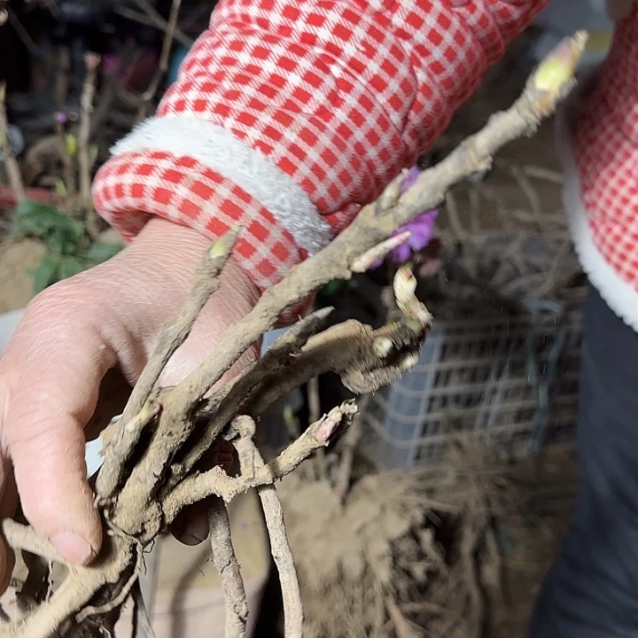 完全开放姚黄，豆绿