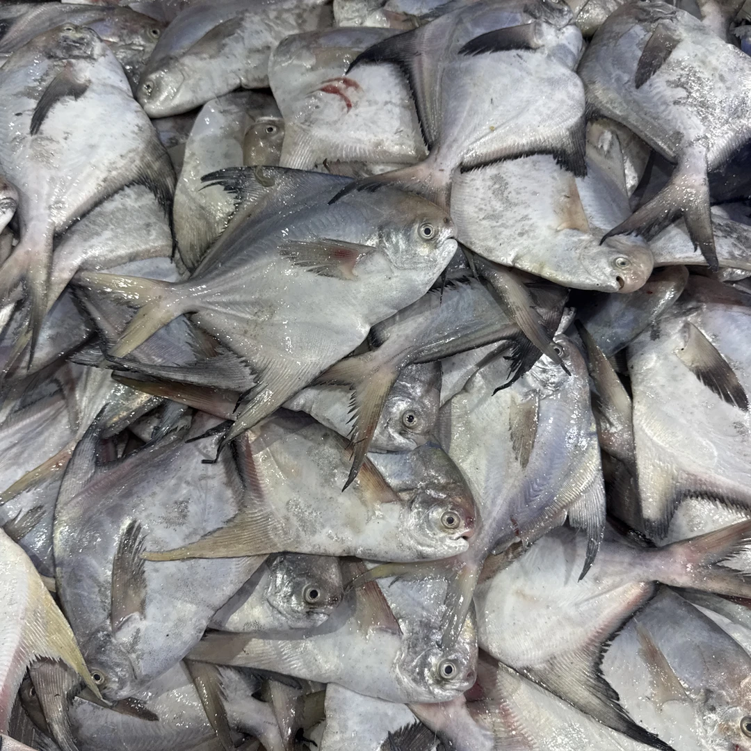 连云港冷冻斗鲳鱼黑鲳鱼6斤到手13条以内