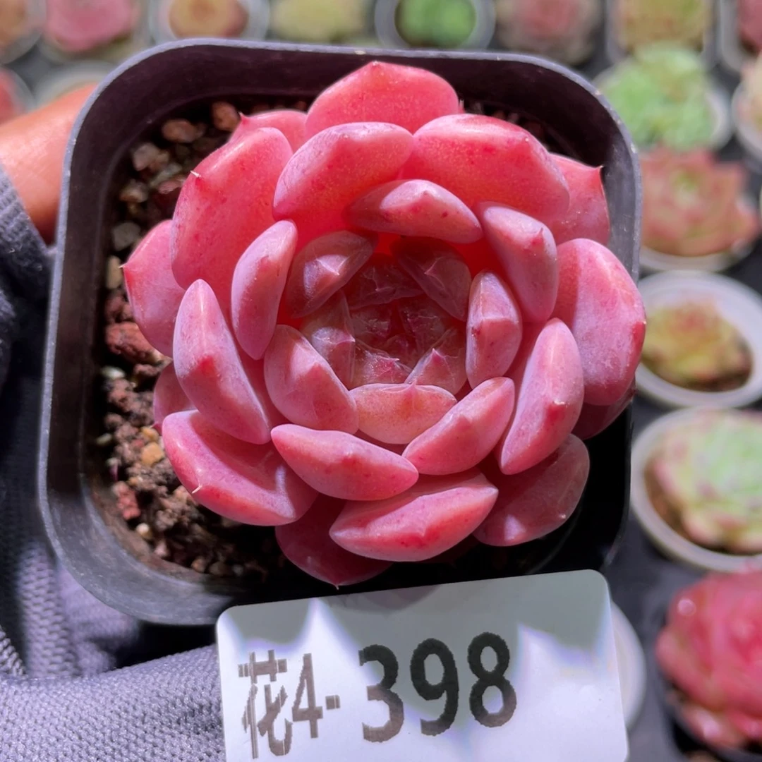 花利美4-398颜霜