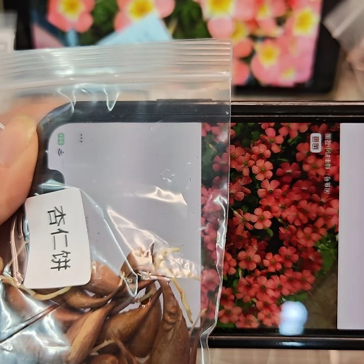 酢浆草早花饼类杏仁饼