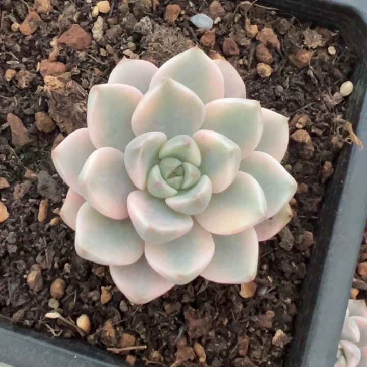 科***拉红粉佳人锦一物一拍