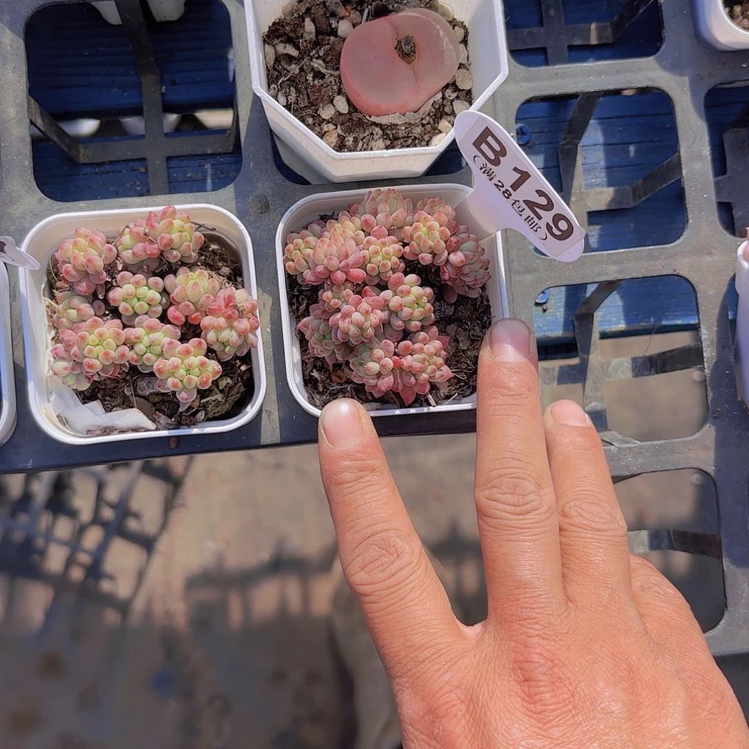 B129烟火森林一物一拍