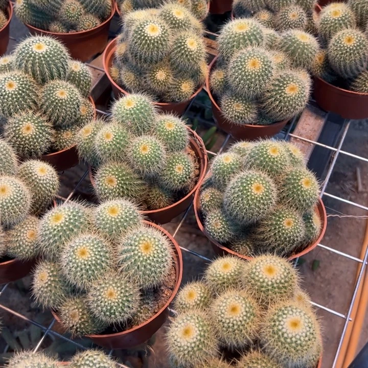 金冠。 随机一颗。