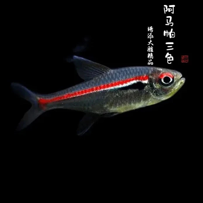 观赏鱼 阿玛帕三色灯观赏鱼