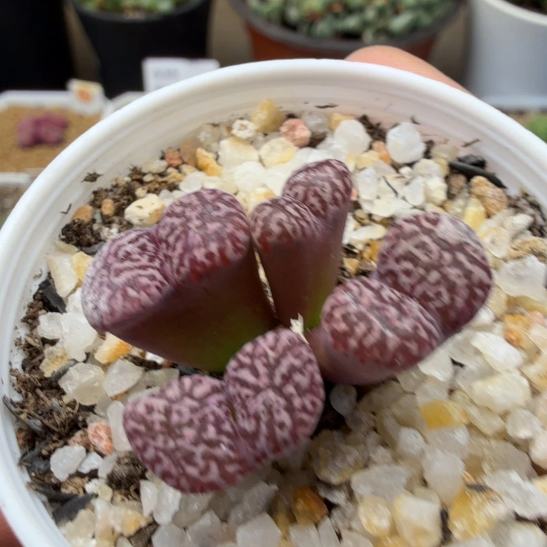 多肉植物多肉植物