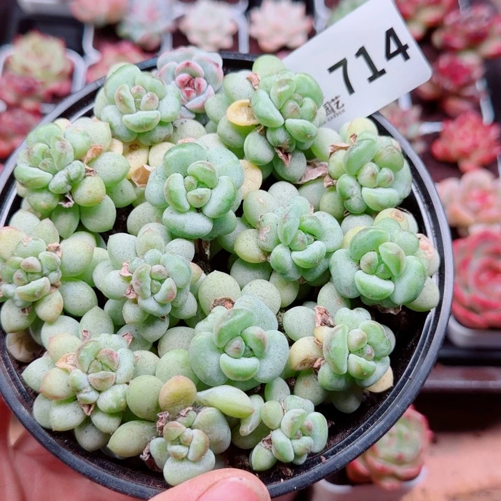 多肉植物多肉植物