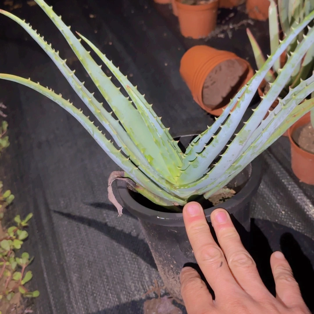 你***想块根植物块根植物块根