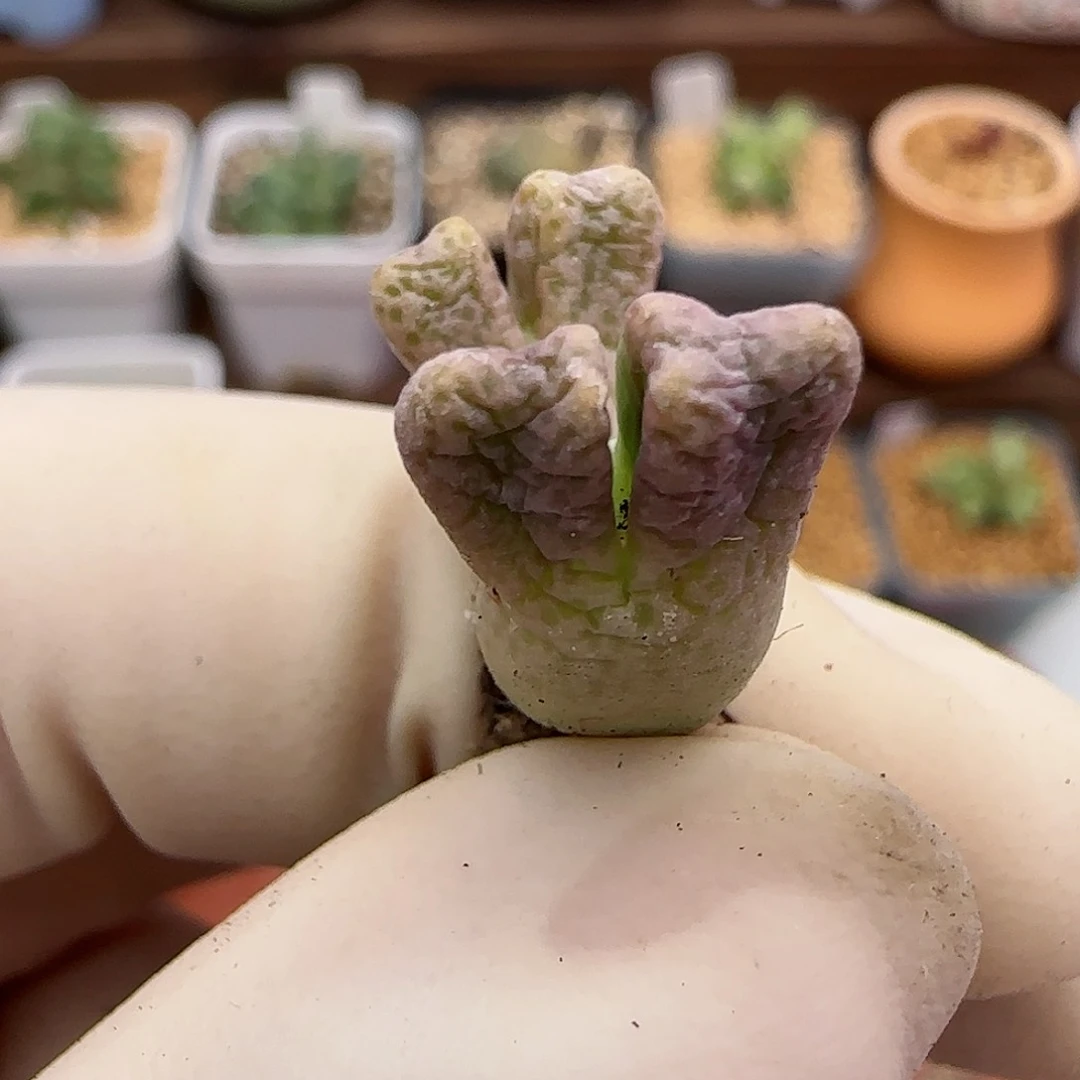 235鹿角斑马福利