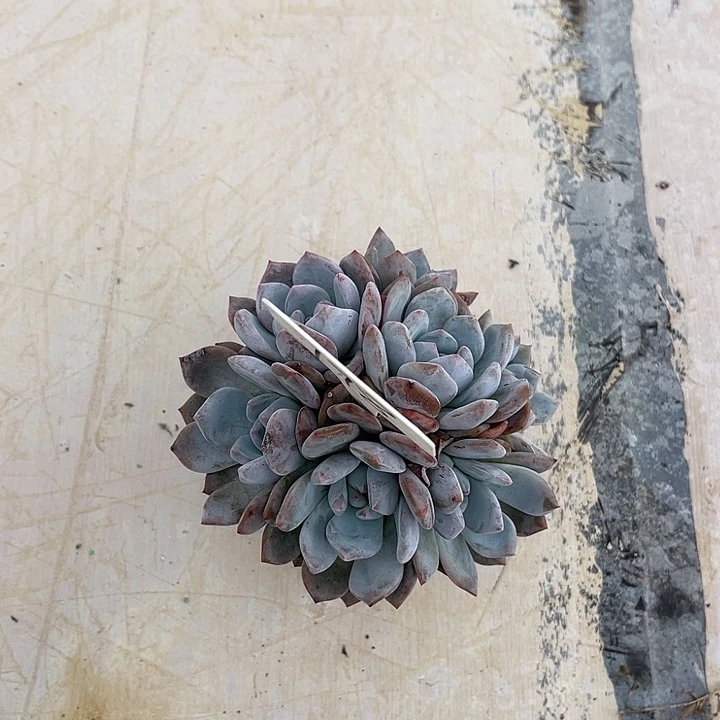 豆***哥紫皮石榴籽星影178