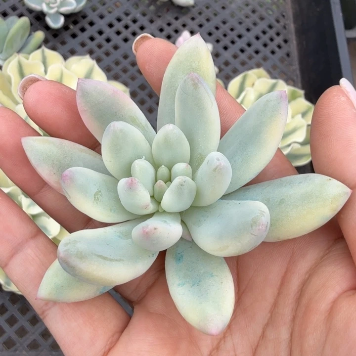 所罗门巨人锦主头腹欧你锦