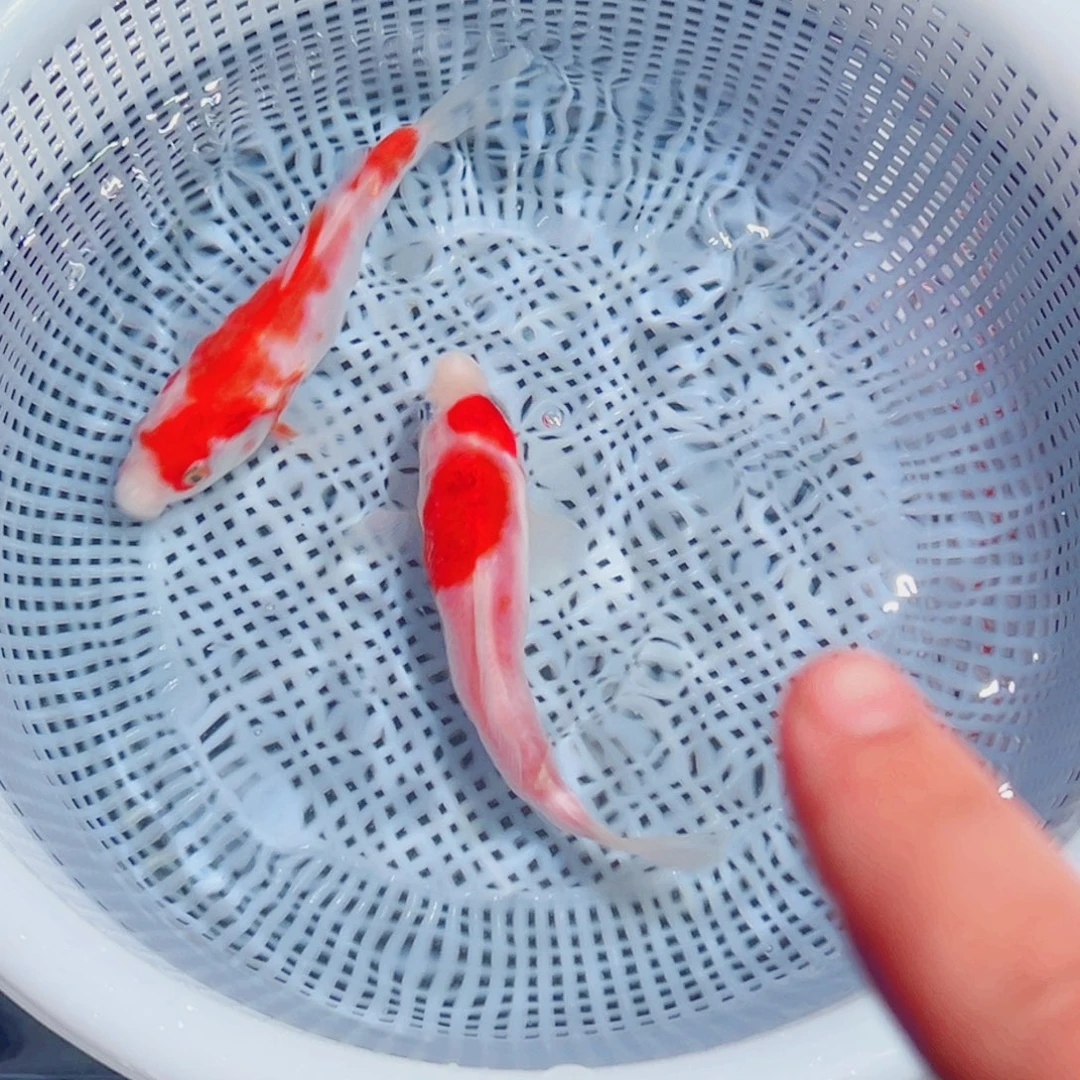 锦鲤锦鲤观赏鱼1111