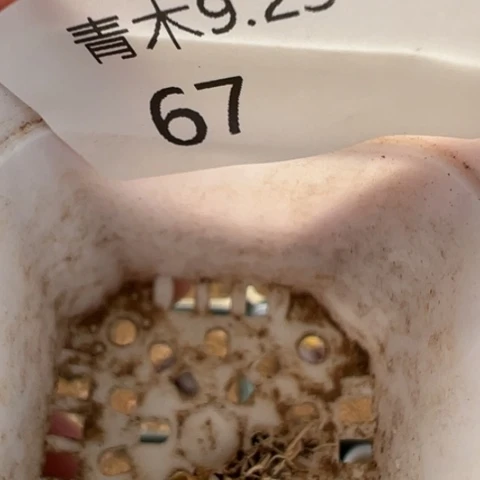 ?**周74 好看的肉肉冲冲冲冲冲冲冲冲冲