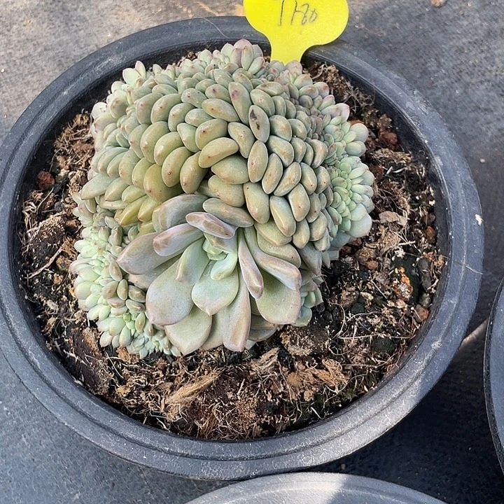 凌雪坠毁多肉植物
