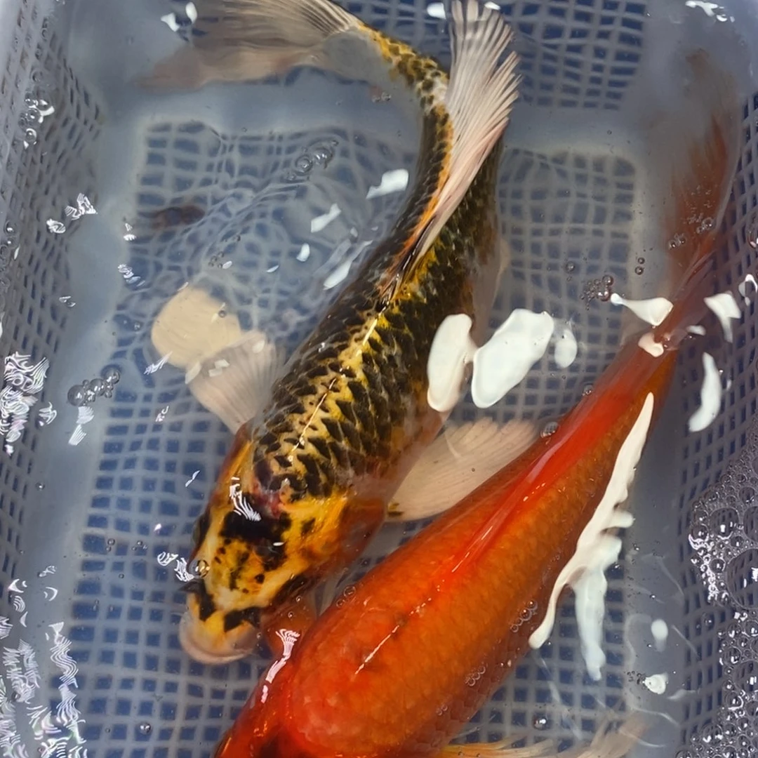 锦鲤冷水锦鲤包邮