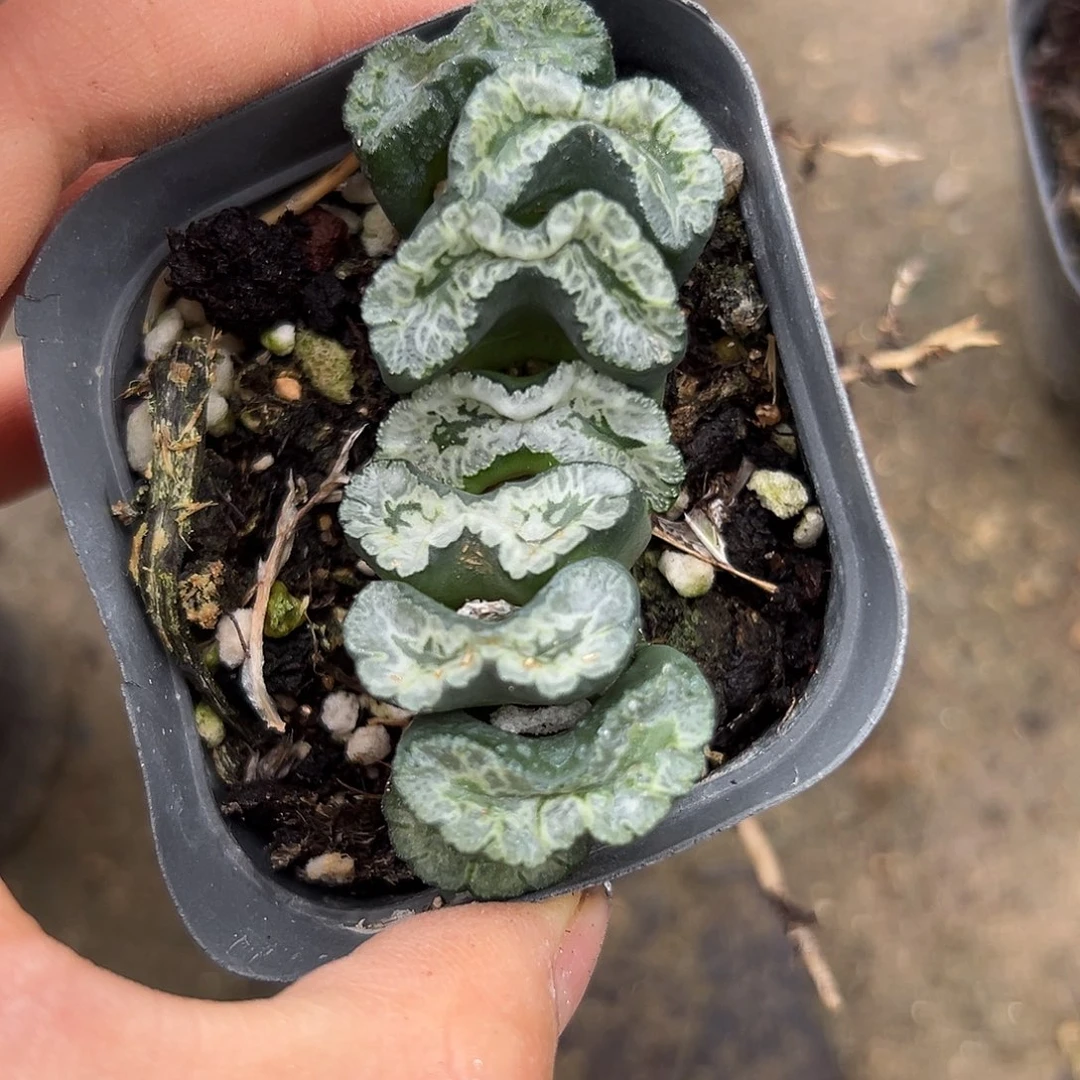 与深度呃呃呃呃呃呃呃