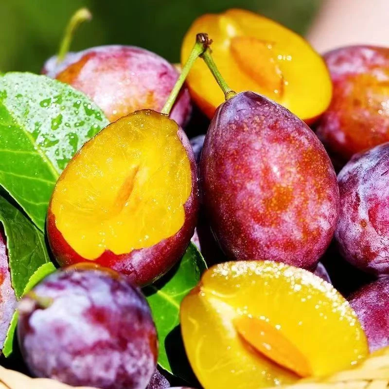 菜妮儿正宗甜西梅当季新鲜水果现摘蓝蜜脆甜西梅大果