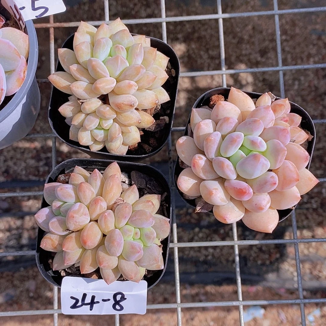 用***124-8-打包3颗半夏专拍