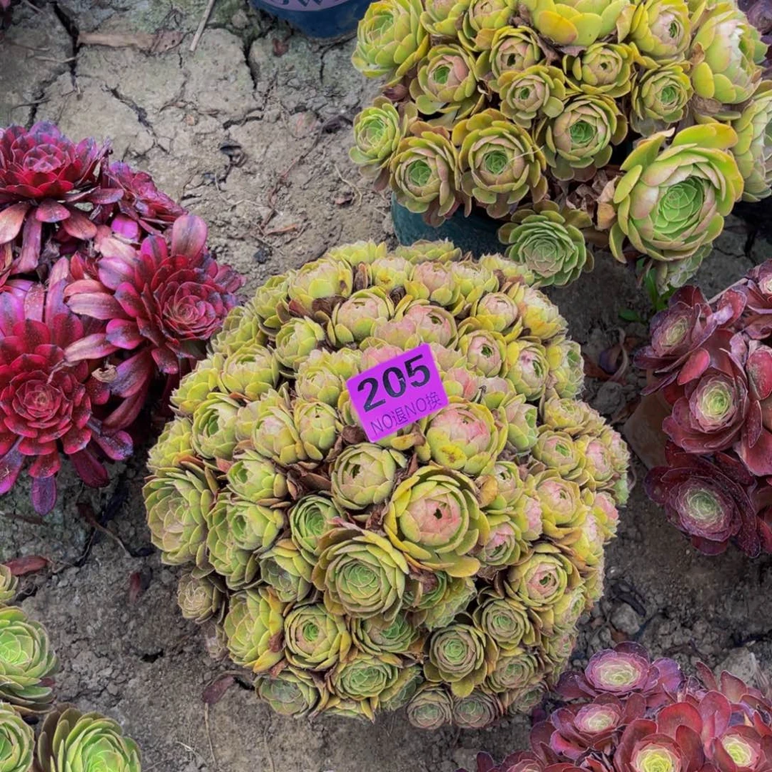 抹茶法师朵朵5-48