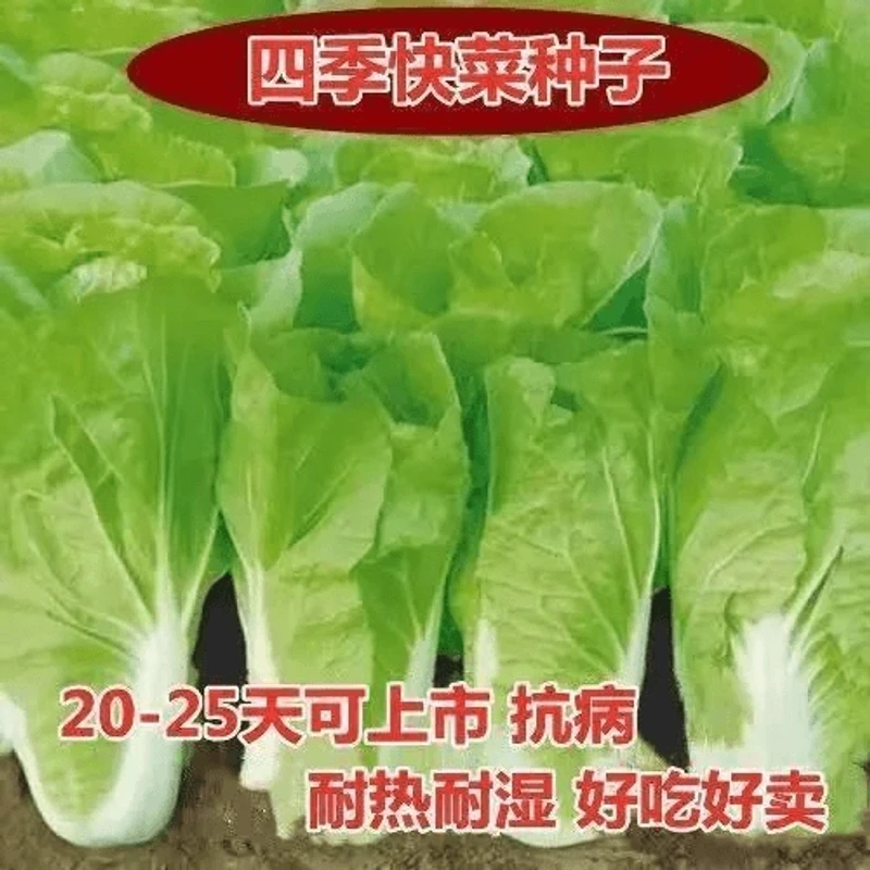 【新种子】正宗甜脆意大利生菜种子生吃生菜籽农家蔬菜种子大全正品