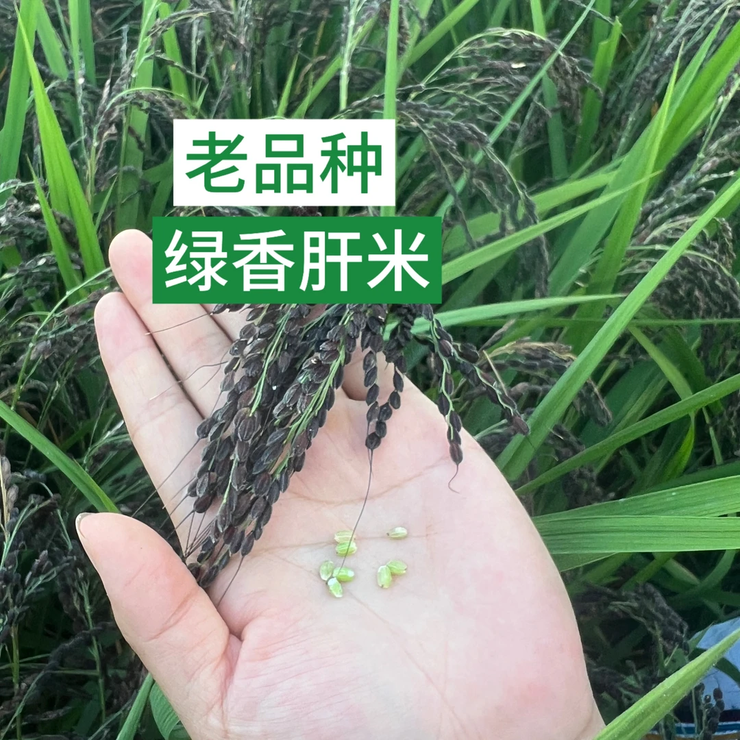 贵州老品种绿香肝米糙米