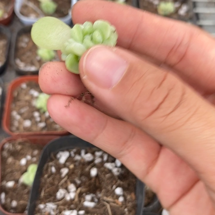 标505现金财富一个多肉
