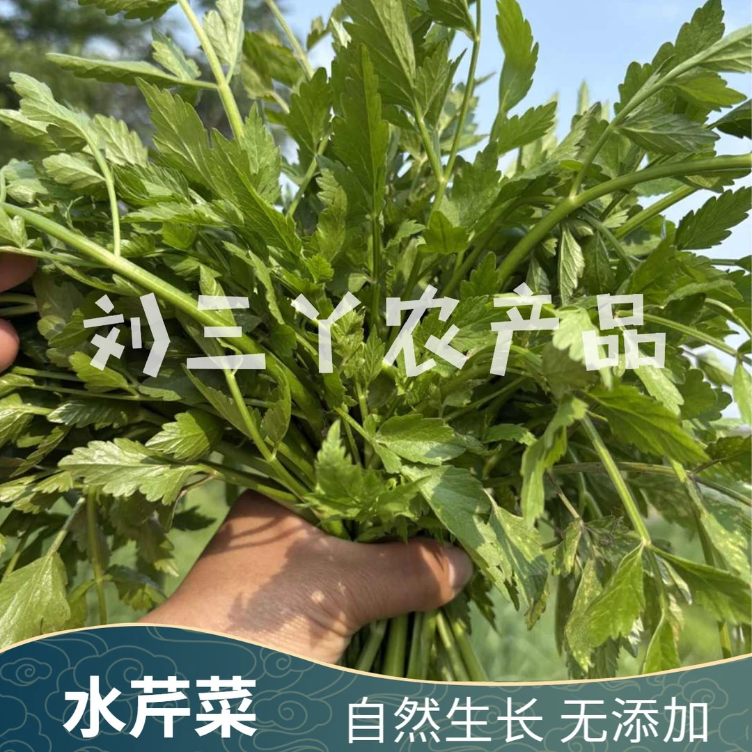 东北水芹菜新鲜现采发货纯正野生顺丰包邮