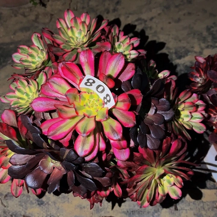 808红颜多肉植物处理不售后