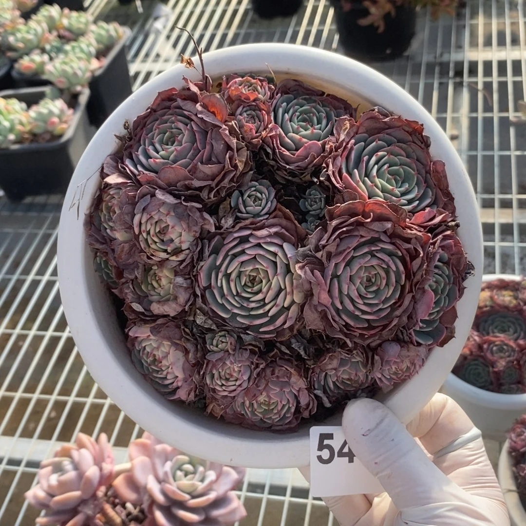 5473不知名一物一拍