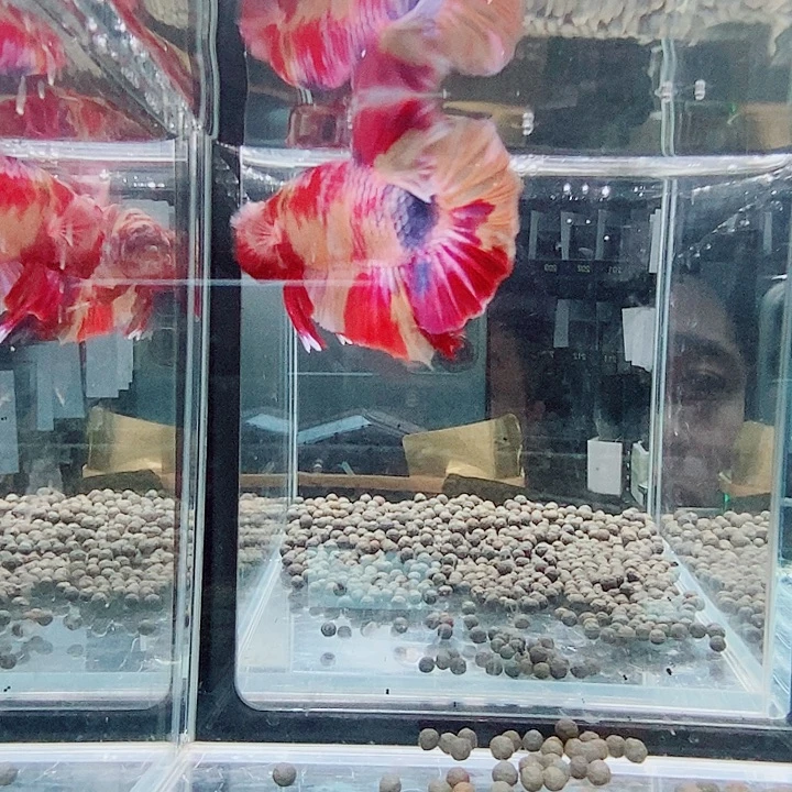 斗鱼黑67号巨斗将军