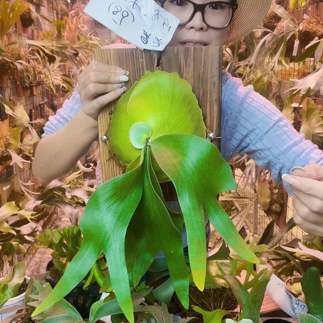 完全开放卷卷1978